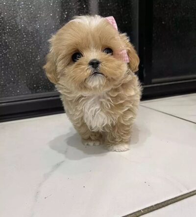 Bailey