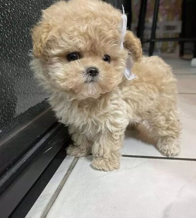 Bruno