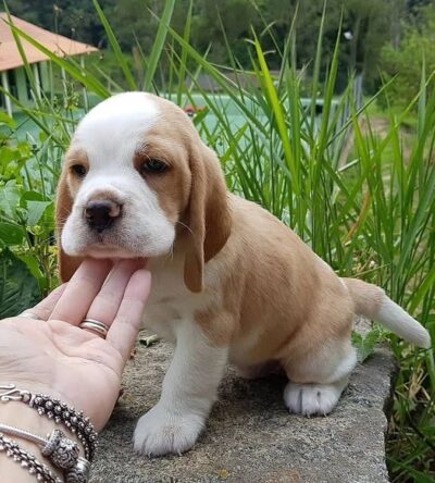 Cooper