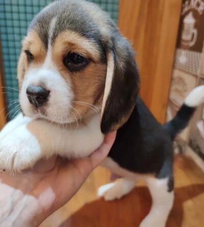 Luna