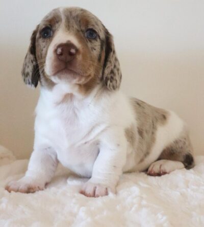Molly