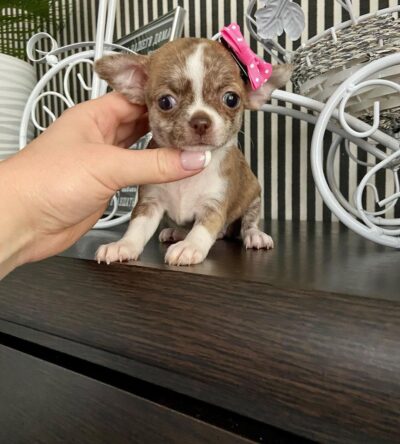 Rosco