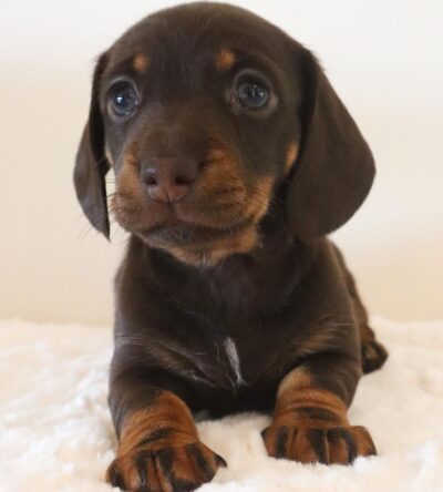 Roxie