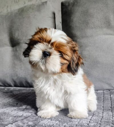 COCO